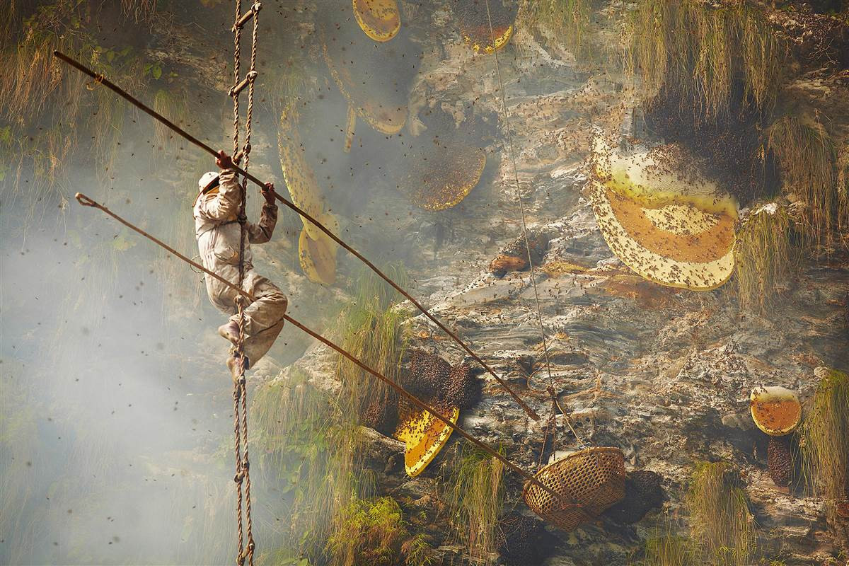 Honey hunting in lamjung