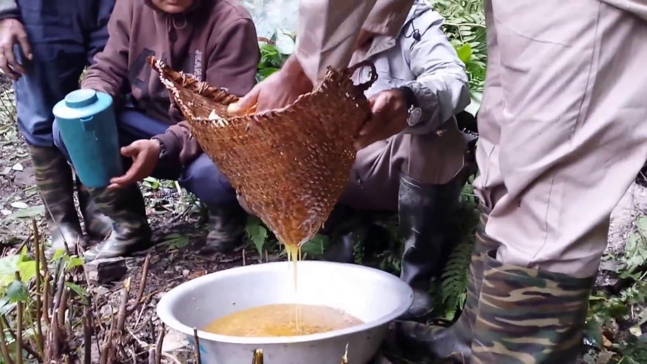 Honey hunting in nepal